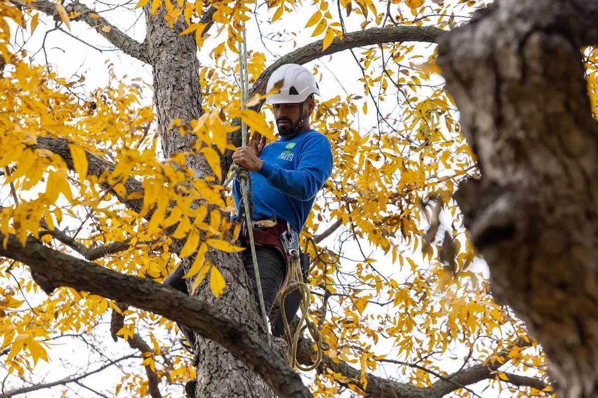 Skilled Tree Planting crew working in Boutte